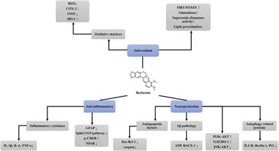 Berberine: A Promising Treatment for Neurodegenerative Diseases